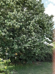 Tilia cordata