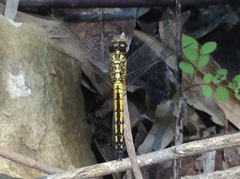 Indothemis carnatica