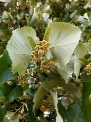 Tilia cordata