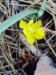 Calochortus monophyllus