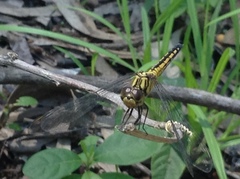 Indothemis carnatica