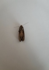 Agrotis exclamationis