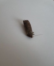 Agrotis exclamationis