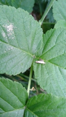 Argyresthia brockeella