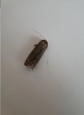 Agrotis exclamationis