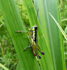Parascopas sanguineus