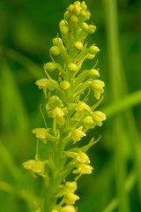 Platanthera flava herbiola