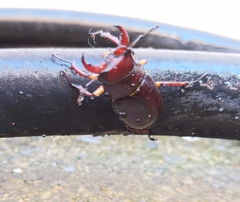 Lucanus capreolus