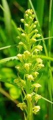 Platanthera flava herbiola