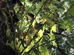 Apiognomonia errabunda