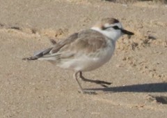Charadrius marginatus arenaceus