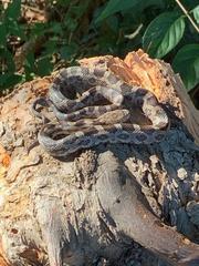 Pantherophis spiloides