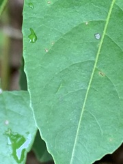 Viburnum cassinoides image