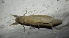 Phragmataecia castaneae