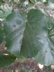 Tilia cordata