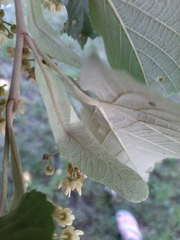 Tilia cordata