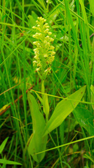 Platanthera flava herbiola