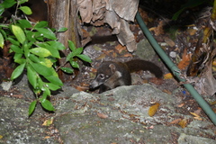 Nasua narica nelsoni