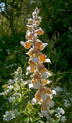Digitalis lanata