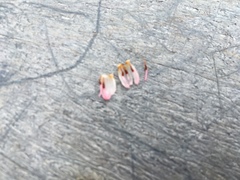 Disterigma humboldtii