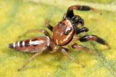 Cotinusa vittata