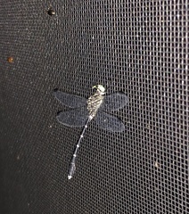 Stylogomphus sigmastylus