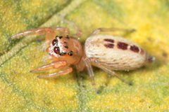 Cotinusa vittata