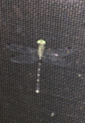 Stylogomphus sigmastylus