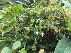 Disterigma humboldtii