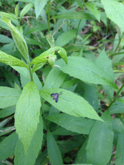 Dichomeris nonstrigella