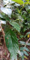 Rubus cardotii