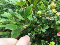 Disterigma humboldtii