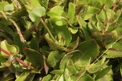 Hylotelephium maximum ruprechtii