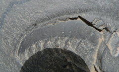 Anomalocaris canadensis