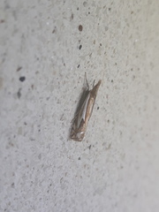 Crambus bidens