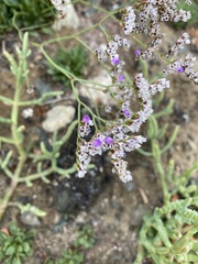 Limonium ramosissimum