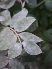 Erysiphe palczewskii