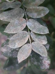 Erysiphe palczewskii
