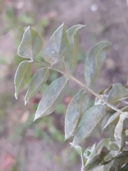 Erysiphe palczewskii
