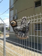 Bradypus tridactylus