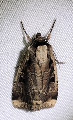 Eueretagrotis sigmoides