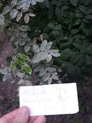 Erysiphe palczewskii