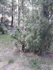 Erysiphe palczewskii