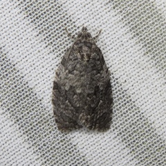 Apotomis removana
