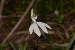 Caladenia picta