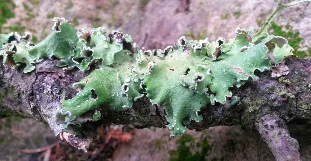 Parmotrema argentinum