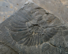 Anomalocaris canadensis