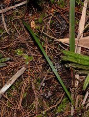 Caladenia picta