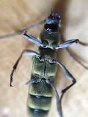 Chlorophorus herbstii