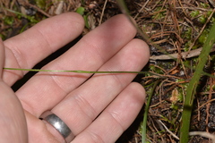Caladenia picta